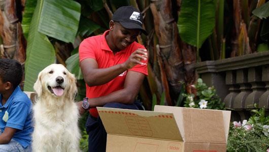 Benefits of Choosing a Professional Pet Movers Over DIY