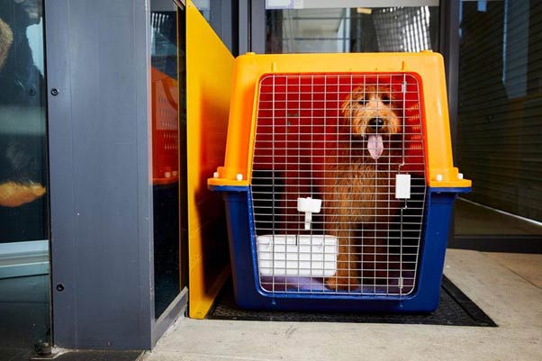 Choosing the Right Airline for Pet Travel to Singapore