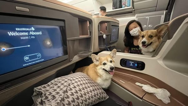 Guide to Air Travel with Pets to Singapore